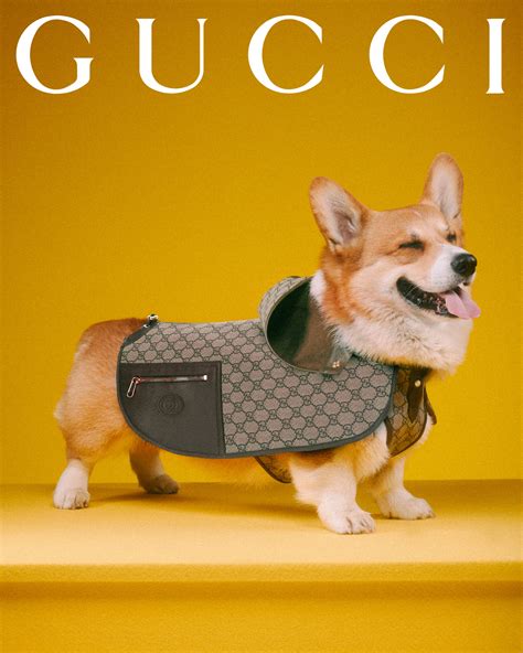 gucci cat collection|gucci latest collection.